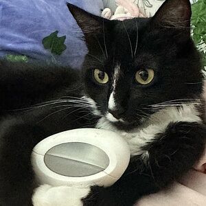 Ariana grande vanilla mod